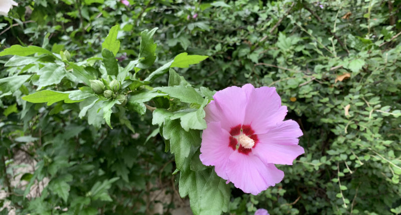 Rosa Bluma vor grünem Strauch