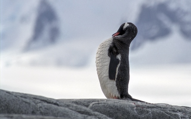 Eselspinguin