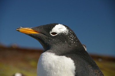 Eselspinguin2