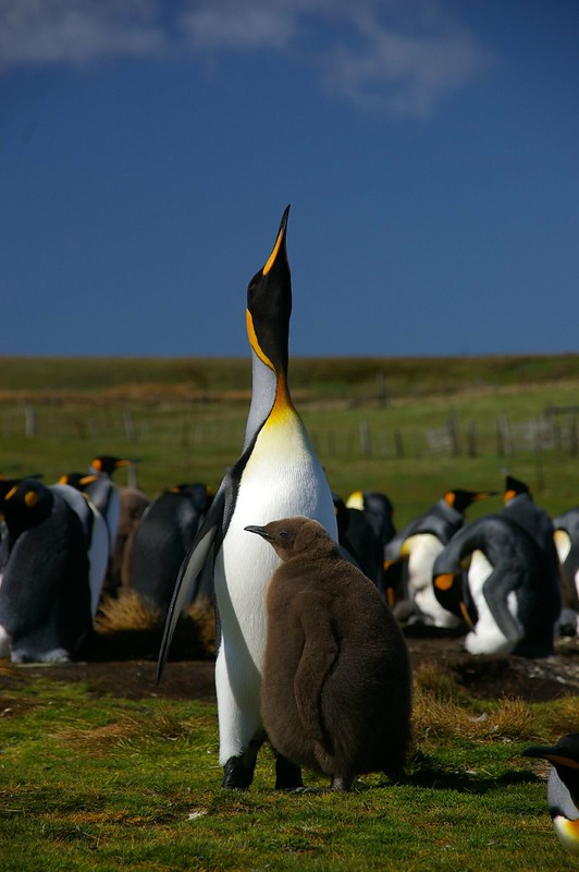 Königspinguin